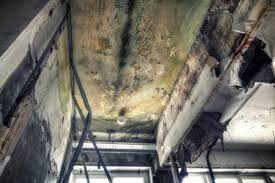 Best Basement Mold Removal  in USA